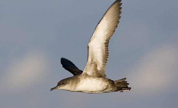 La pardela balear está entre las aves marinas en mayor riesgo por el plástico.