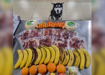 Control realizado por perros en el Aeropuerto Internacional La Aurora. / Foto: MAGA.