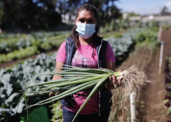 Guatemala ofrece una gran variedad de productos a la región centroamericana. /Foto: DCA