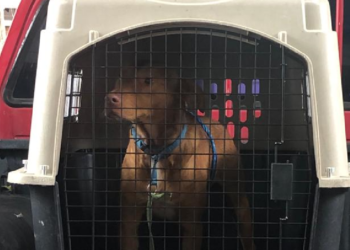 Infracciones de la Ley de Protección y Bienestar Animal