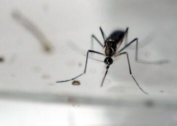 Buscan evitar la proliferación de mosquitos transmisores del dengue. /Foto: DCA