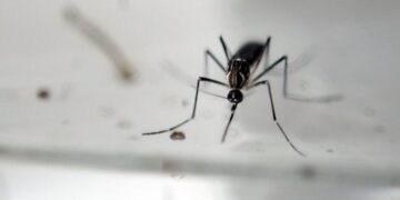 Buscan evitar la proliferación de mosquitos transmisores del dengue. /Foto: DCA