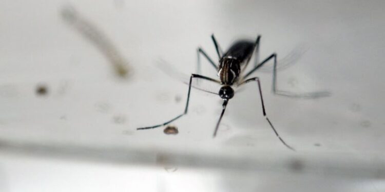 Buscan evitar la proliferaciÃ³n de mosquitos transmisores del dengue. /Foto: DCA