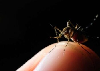 Buscan evitar la proliferación de zancudo. /Foto: MSPAS
