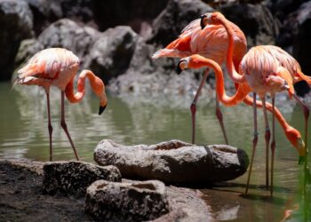 El nuevo espacio en el zoológico alberga flamencos del caribe. / Foto: Álvaro Interiano.