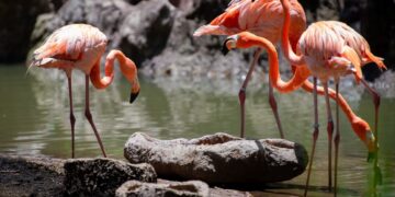 El nuevo espacio en el zoológico alberga flamencos del caribe. / Foto: Álvaro Interiano.