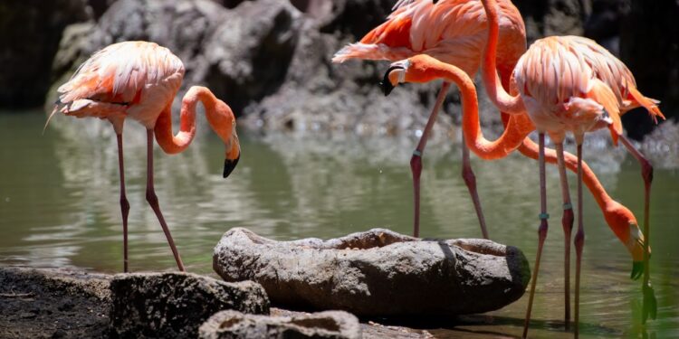 El nuevo espacio en el zoológico alberga flamencos del caribe. / Foto: Álvaro Interiano.