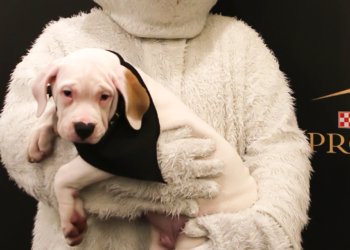Comunicaciones presenta a White, el dogo crema