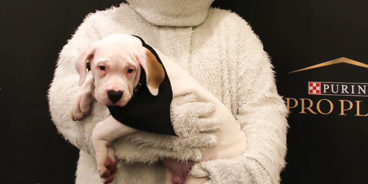 Comunicaciones presenta a White, el dogo crema