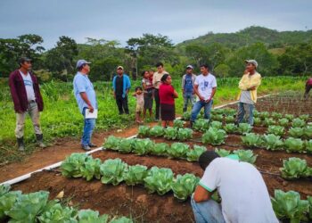 Fortalecen acciones para el apoyo a proveedores de alimentación escolar