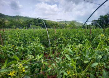 Maga da a conocer su boletín No. 68 agrometeorológico