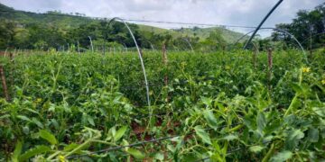 Maga da a conocer su boletín No. 68 agrometeorológico