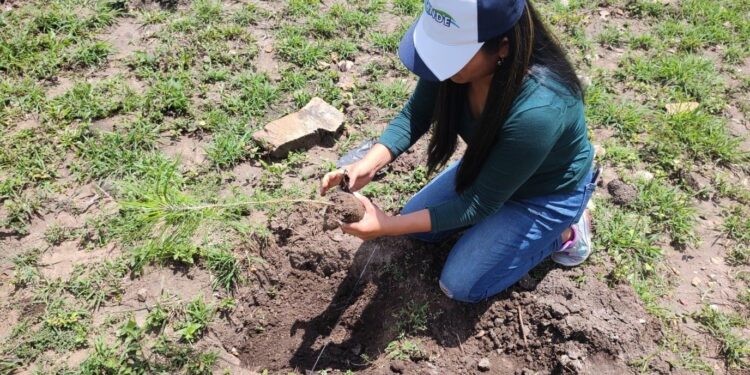 INDE impulsa la reforestación en Baja Verapaz