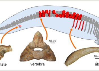 Antigua y colosal ballena desafía el título de “animal más pesado” a la ballena azul
