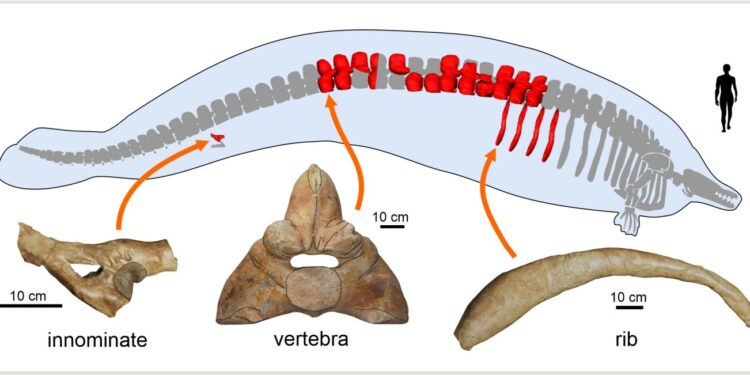 Antigua y colosal ballena desafía el título de “animal más pesado” a la ballena azul