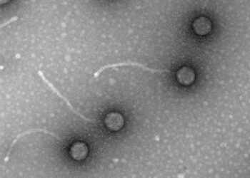 Micrografías de fagos, virus de bacterias, obtenidas en el laboratorio de Virología Ambiental y Biomédica del Instituto de Biología Integrativa de Sistemas (UV-CSIC). / Foto: EFE, Imagen facilitada por la investigadora Pilar Domingo-Calap.