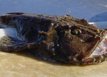 Niquim o pez sapo de punta pálida. / Foto: Pesca na praia.