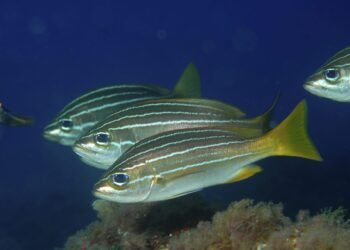 Nadadores sigilosos: los peces que se ocultan detrás de otros para cazar