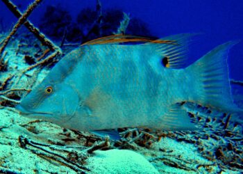 Desvelan mecanismo que permite a un pez visionar su propia piel