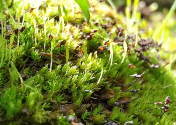 Población salvaje de Takakia en la meseta tibetana. / Foto: Xuedong Li Capital Normal University Beijing. EFE