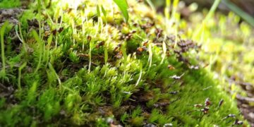 Población salvaje de Takakia en la meseta tibetana. / Foto: Xuedong Li Capital Normal University Beijing. EFE
