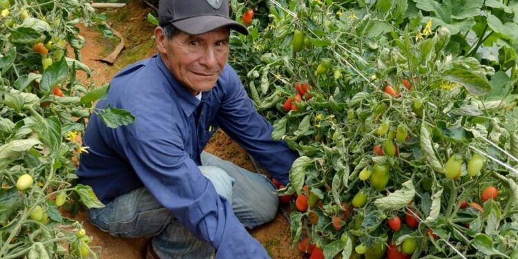 Agricultores nacionales apoyan como proveedores de la alimentación escolar.