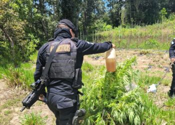 Localizan plantaciones ilícitas en Totonicapán y Zacapa