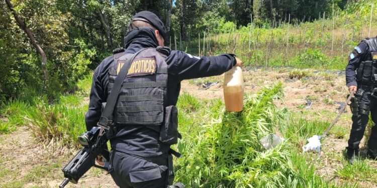 Localizan plantaciones ilícitas en Totonicapán y Zacapa