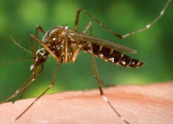 Mosquitos macho pueden detectar el sonido del vuelo de las hembras en el atardecer. / Foto: James Gathany, Centro para el Control de Enfermedades y Salud Pública, Universidad de Florida.
