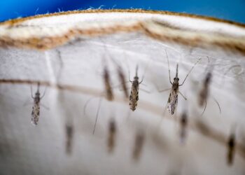 Salud desarrolla acciones para la prevención del dengue. /Foto: OMS