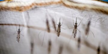 Salud desarrolla acciones para la prevención del dengue. /Foto: OMS