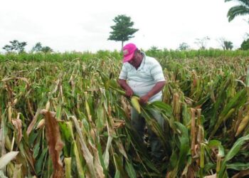 Autoridades en apresto para apoyar a agricultores por situación del clima en el país. /Foto: DCA
