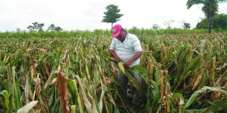 Autoridades en apresto para apoyar a agricultores por situaciÃ³n del clima en el paÃ­s. /Foto: DCA