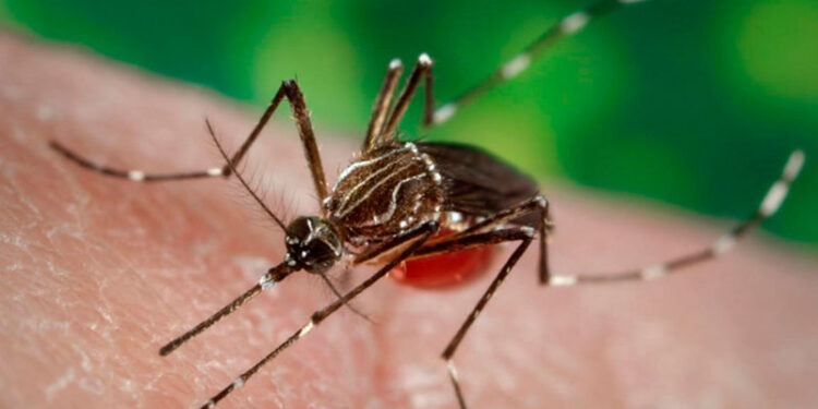 Acciones para la prevención del dengue. /Foto: DCA