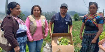 Huertos familiares en Quetzaltenango. /Foto: SESAN