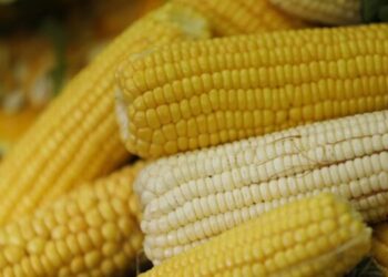 El maíz, un símbolo autóctono de la creación