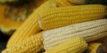 El maíz, un símbolo autóctono de la creación