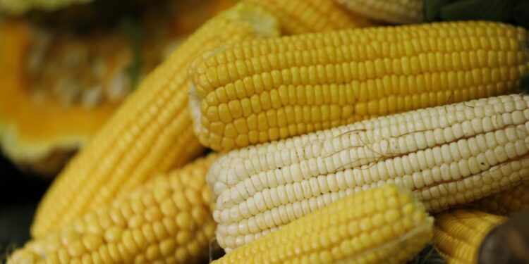 El maíz, un símbolo autóctono de la creación