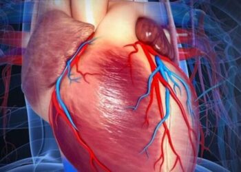 Corazón humano / Foto: Academia Nacional de Medicina de Colombia.