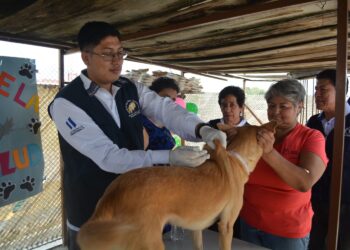 Anuncian jornada de vacunación contra la rabia que llegará a 3.5 millones de perros. / Foto: MSPAS.