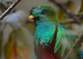 Día del Quetzal, Ave Nacional de Guatemala.