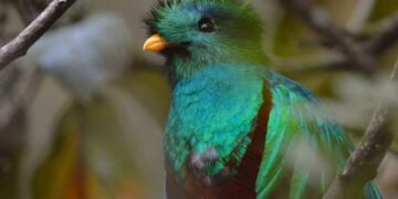 Día del Quetzal, Ave Nacional de Guatemala.