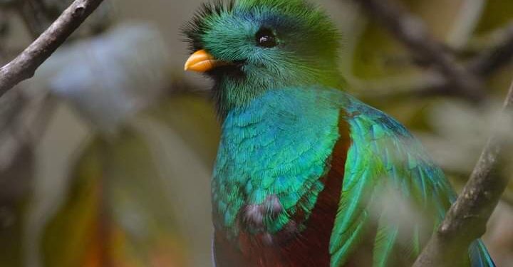 Día del Quetzal, Ave Nacional de Guatemala.