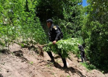 Más de 670 millones en erradicación de plantaciones ilícitas en 2023