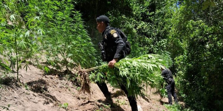 Más de 670 millones en erradicación de plantaciones ilícitas en 2023