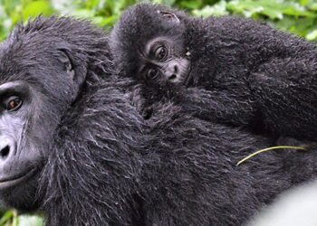 Unesco reconoce esfuerzos en Ruanda por la conservación de gorilas de montaña. / Foto: Unesco.