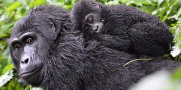 Unesco reconoce esfuerzos en Ruanda por la conservación de gorilas de montaña. / Foto: Unesco.