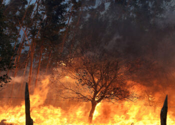 Contaminación por fuegos forestales se vincula al riesgo de suicidio en zonas rurales