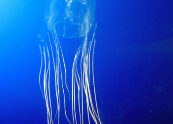 Medusas caja habitan en manglares de Australia. / Foto: NaturalistaCO.