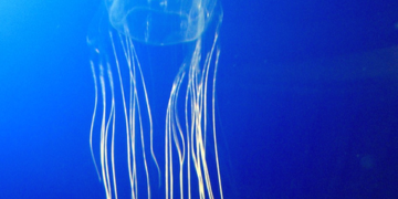 Medusas caja habitan en manglares de Australia. / Foto: NaturalistaCO.